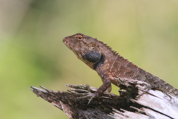 Naklejka na ściany i meble Dark Lizard in Rainforest