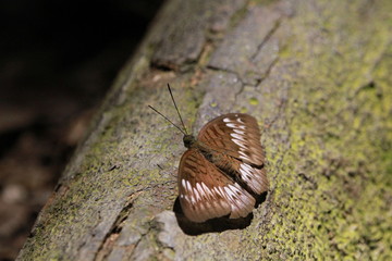 Obraz premium Butterfly on a Log