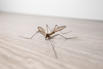 Crane Fly insect in a home on wooden floor. Commonly called daddy long legs