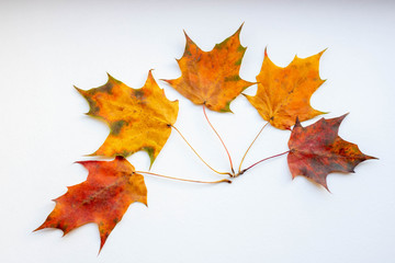 Autumn creative composition. Dried leaves on white background. Fall concept. Autumn background. Flat lay, top view, copy space