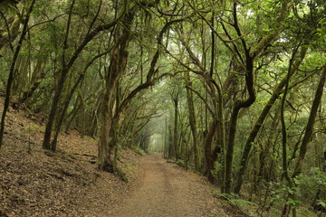 Obraz premium Las Creces del Parque Nacional de Garajonay, La Gomera