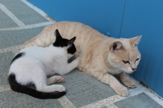 Mamma gatta con gattino