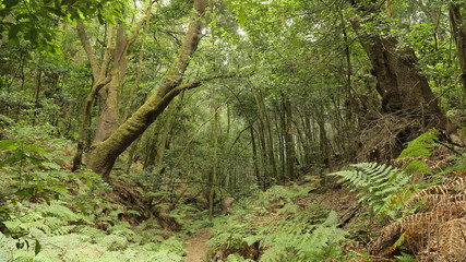 Las Creces del Parque Nacional de Garajonay, La Gomera