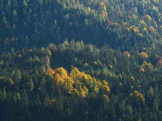 Fototapeta na wymiar Autumn Forest in the Mountains