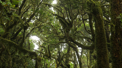 Fototapeta premium Las Creces del Parque Nacional de Garajonay, La Gomera