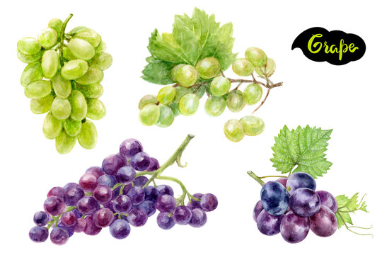 Grape set composition watercolor isolated on white background