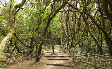 La Laguna Grande del Parque Nacional de Garajonay