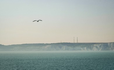 Seagull in front of White Cliffs of Dover