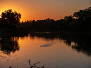Duck landing at sunset gristmill access lower american river..