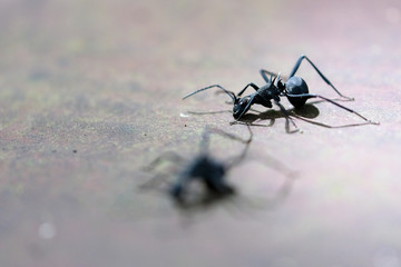 Black spike ant macro close up with soft focus