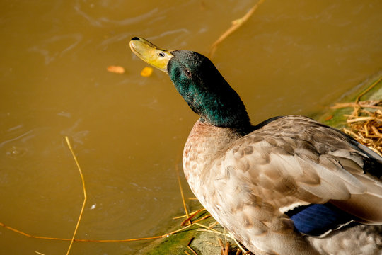 Mallard walk near pond on brown hay in farm