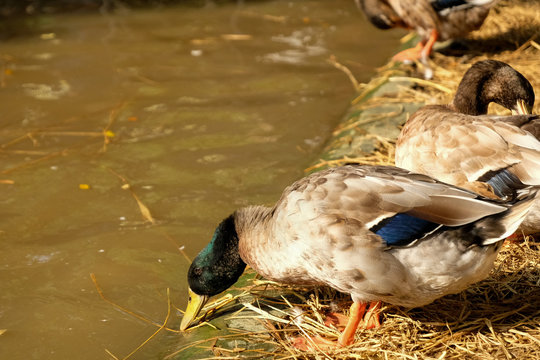 Mallard drinking water on brown hay in farm