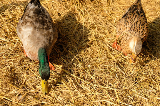 pair of Mallard walk on brown hay in farm (top view)