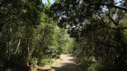 Fototapeta premium Camino de la meseta de Hermigua, Parque Nacional de Garajonay