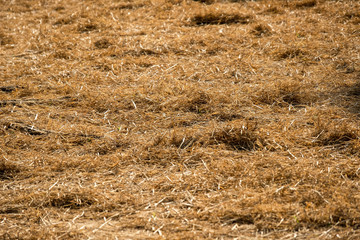 Hay on the floor in farm with sunlight from the back background texture