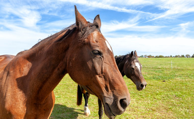 Naklejka premium brown horse in the field