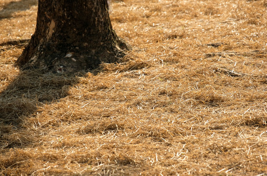 Hay on the floor with tree trunk in farm with sunlight from the back background texture