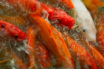 Fototapeta na wymiar Fish Struggles