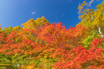 Towada Hachimantai National Park in early autumn