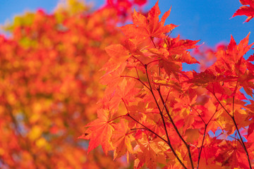 Towada Hachimantai National Park in early autumn