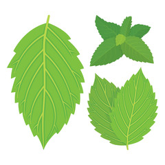 Mint. Peppermint leafs vector illustrations set. 
