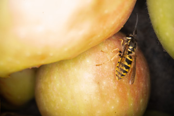super macro photography of wasps on apples, Wesp eats some apple macro photography