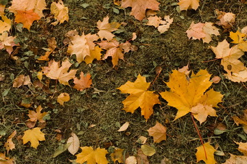 Texture of yellow fallen maple leaves lie on the green grass in a mess in the fall