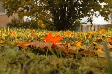 Red-yellow fallen maple leaves lie on the green ground in autumn on the background of bushes, trees and a building