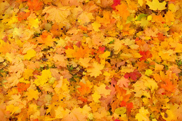 Seamless texture of yellow fallen maple leaves lie on the green grass in a mess in the fall