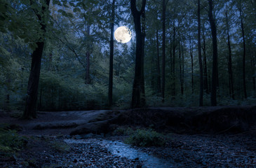 In a romantic forest in the middle of Germany, the full moon shines through the trees at night on a...