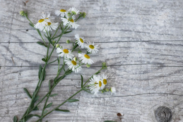 Obraz premium flowers on wooden background