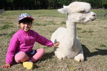 Young girl is touching alpaca