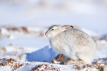 Mountain hare on snow covered mountain © jamie