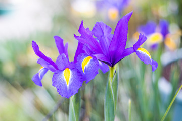 blue iris flowers long stalk blooming in garden house