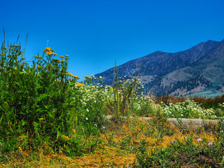flowers and mountain