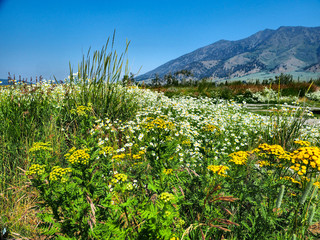 wildflowers and mountain