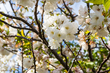 group of white prunus avium flowers blooming on the tree in garden house