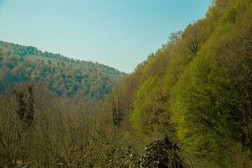 blue sky and green forest