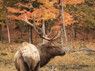 A lone elk in a fall forest
