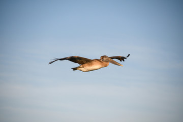 Pelican in Flight