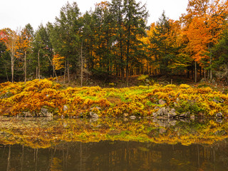 A forest during the fall season