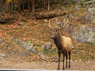 A lone elk in a fall forest