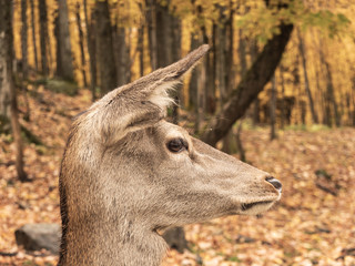 A lone elk in a fall forest