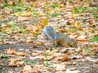 Squirrel