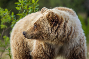 Gentle Bear Stare