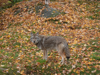 Fototapeta premium A lone coyote in the woods