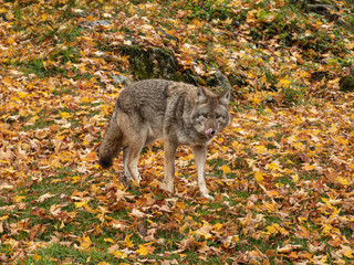 A lone coyote in the woods
