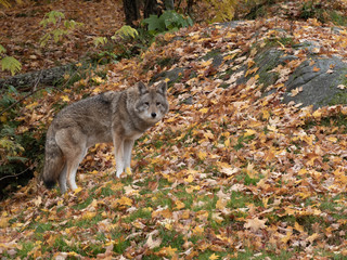 A lone coyote in the woods