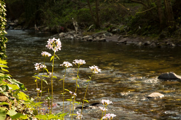 flowers blooming on the edge of the stream
