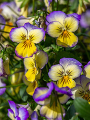 purple and yellow viola